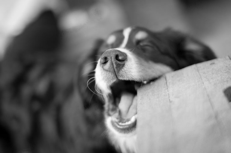 pexels alexander dummer 132667 768x511