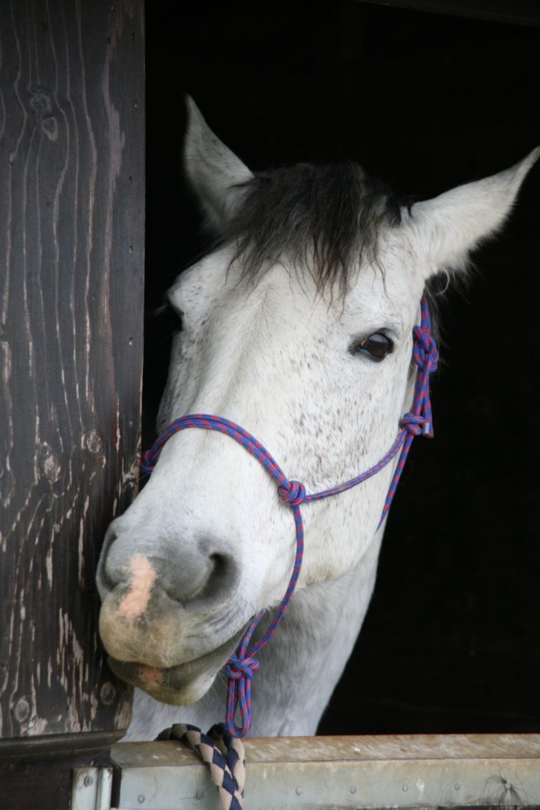 pexels brenda timmermans 58774 768x1152