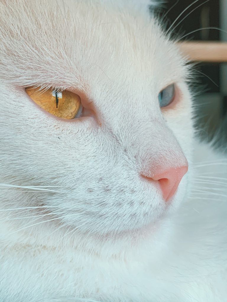 pexels dids 5020999 768x1024