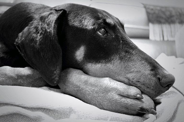 pexels dsd 435857 768x512