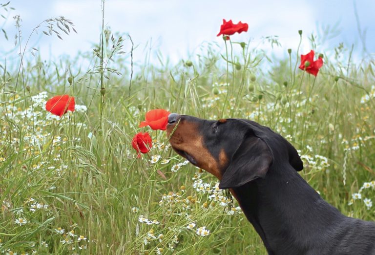 pexels dsd 695931 768x522