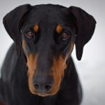 pexels dsd 914635 150x150