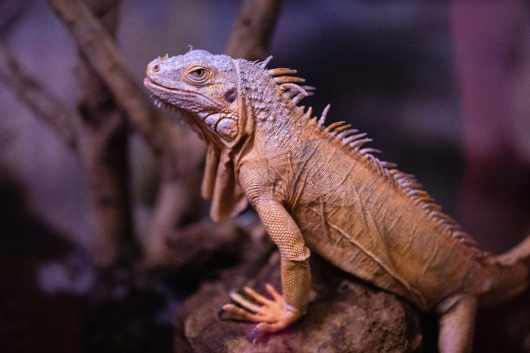 pexels engin akyurt 3904954 768x512