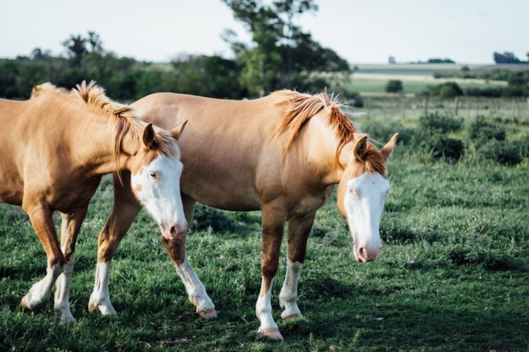 pexels jose aragones 2123377 768x512