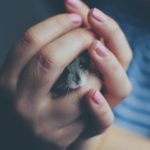 pexels rudolf jakkel 325490 150x150
