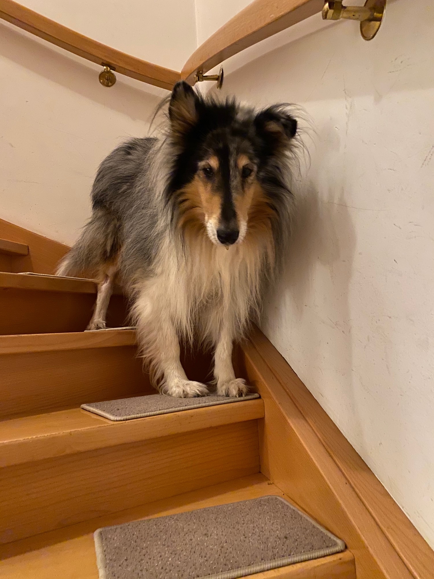 Collie aus Wien auf Bellosteps Stufenauflagen ohne zu kleben
