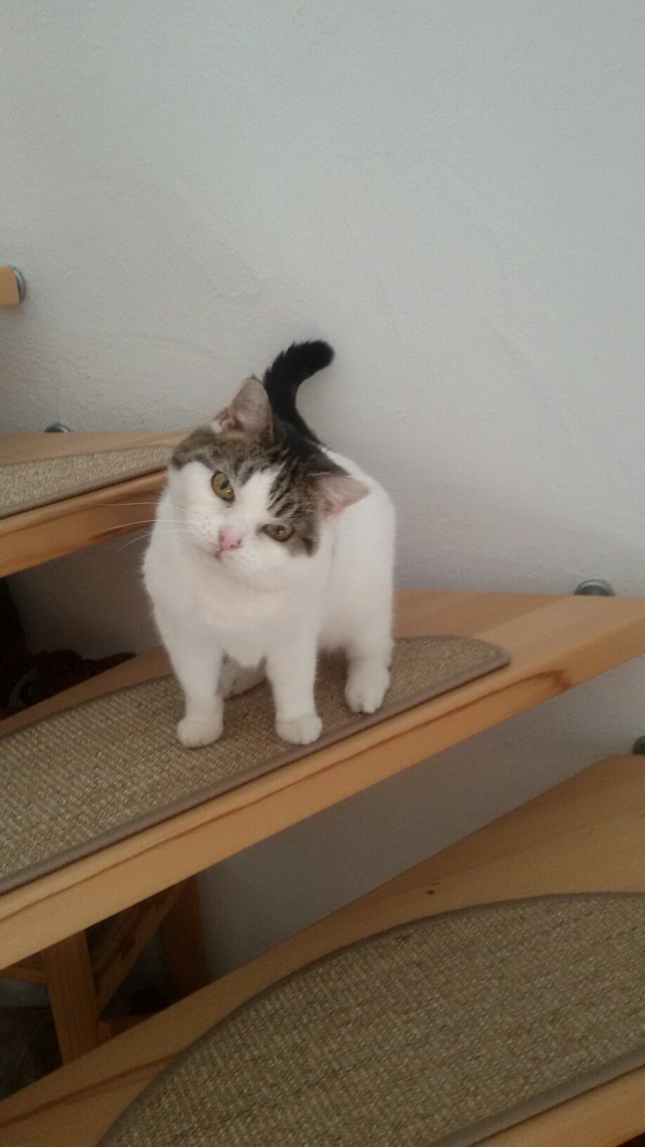 Stufenmatten fuer Katzen