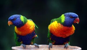 Papageien Zucht